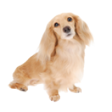 ペット